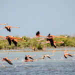 Fenicotteri: Un’Anima Rosa nella Laguna di Venezia